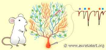 Dendrites filtering neuron's excitement