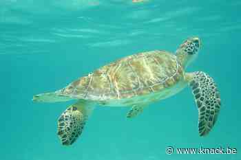 Beestenboel: beterschap op komst voor de lederschildpad