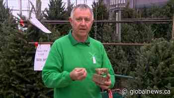 Proper Christmas tree care from Dutch Growers in Saskatoon