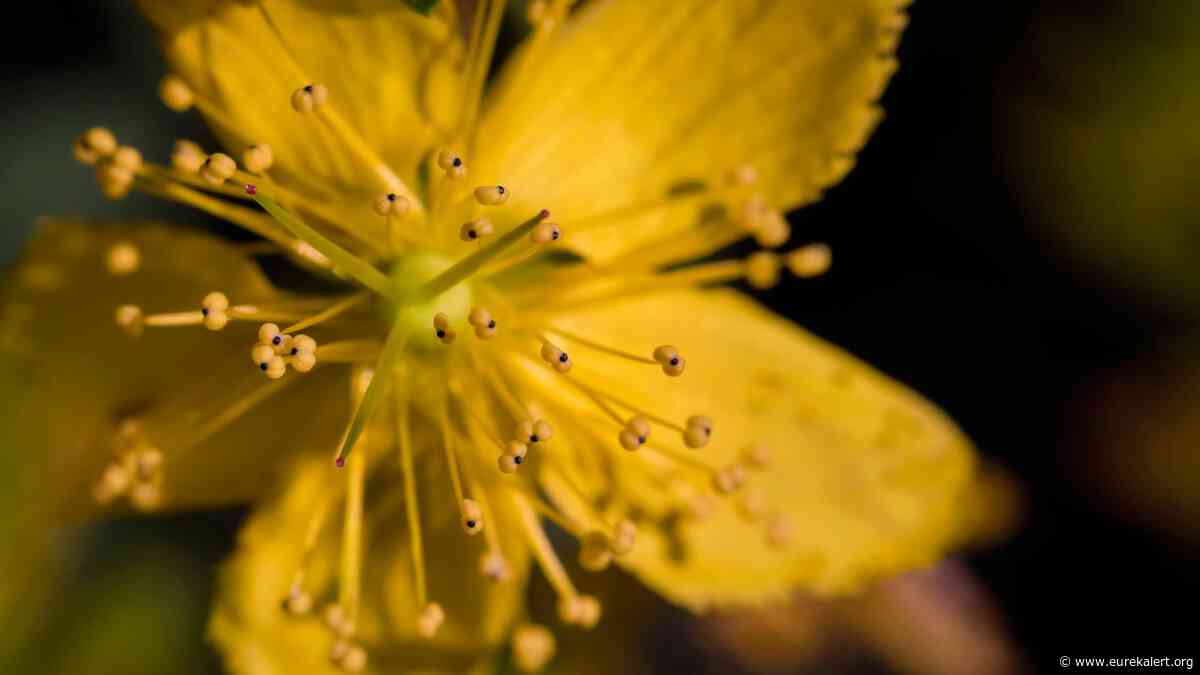 Discovery of genes involved in the biosynthesis of antidepressant