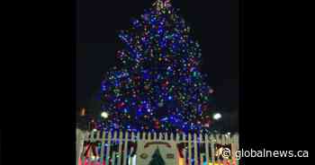 Annual lighting of the Christmas Tree of Hope in Hamilton’s Gore Park