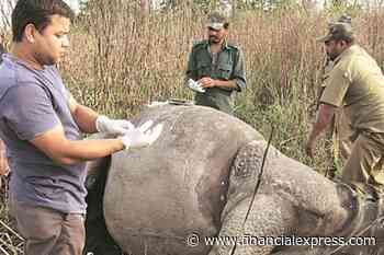 Police will have to protect rhinos and tigers from poachers: Experts