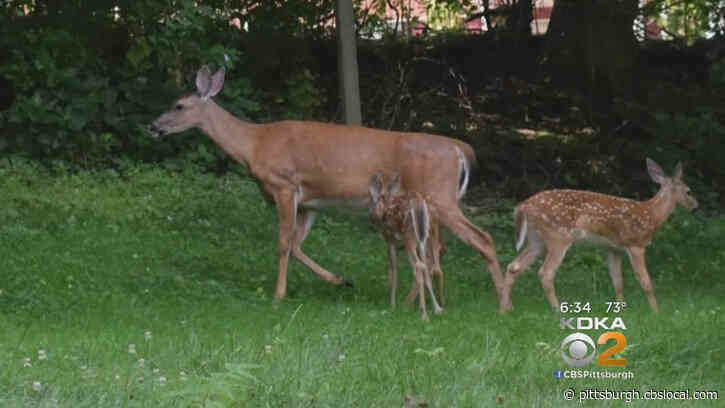 Brookville Police Chief Says His Stepson Was One Of The Males Recorded Torturing An Injured Deer