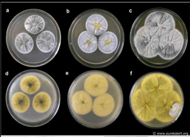 Scientists have spotted new compounds with herbicidal potential from sea fungus
