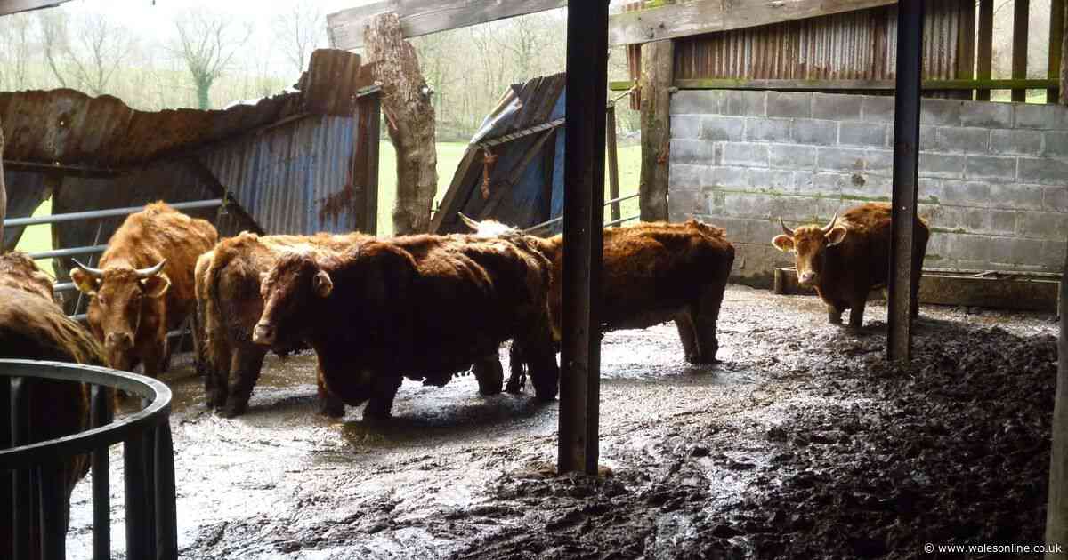Brothers responsible for 'worst neglect ever seen' lose appeal against ban on keeping animals
