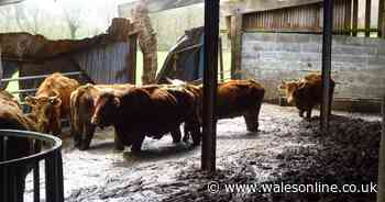 Brothers responsible for 'worst neglect ever seen' lose appeal against ban on keeping animals