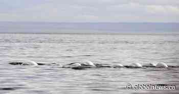 Group narrows search for beluga retirement site to two sites off Nova Scotia