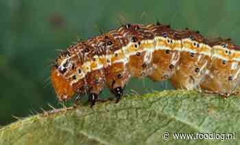 Oprukkende legerworm, Zimbabwaanse voedseltekorten en de nieuwe eetelite