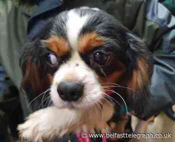 Dogs and puppies seized by PSNI investigating Mid Ulster fraud