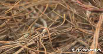 ‘All it takes is to cut the wrong wire’: Copper wire thefts pose fatal risk