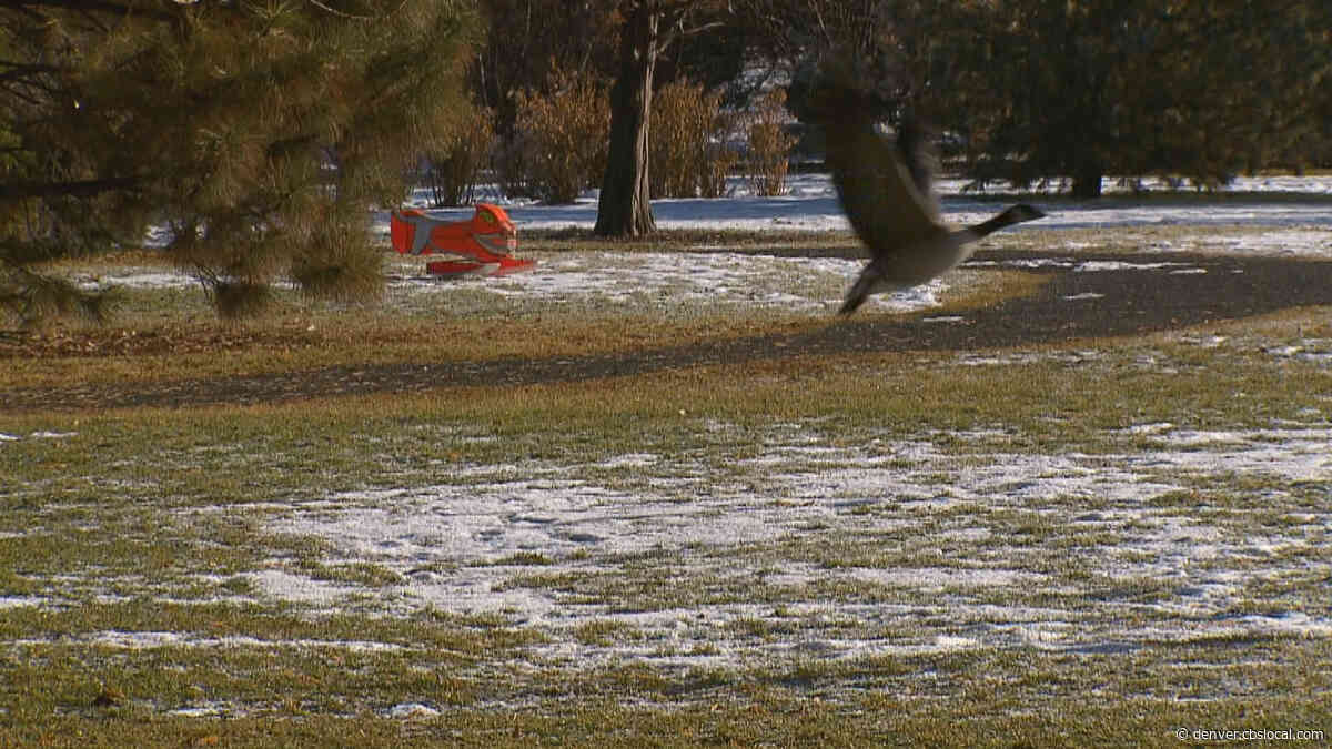 Goose Chase: Denver Uses ‘Goosinator’ To Scare Geese Out Of Parks