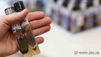 Suspected meningitis cases reported in Anglophone South School District