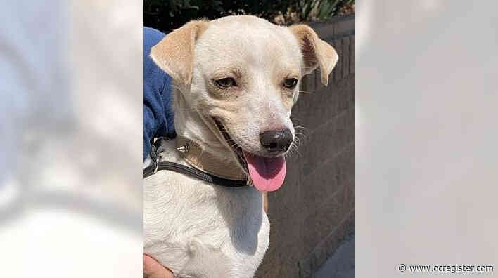 Chihuahua mix Percy wants to play all day