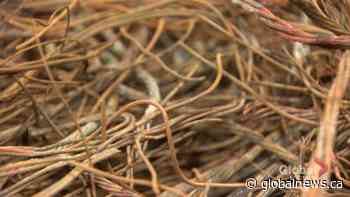 Copper wire thefts pose fatal risk in New Brunswick