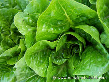 Second warning on romaine lettuce from California region as another E. coli case reported