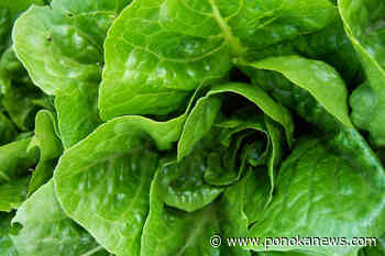 Second warning on romaine lettuce from California region as another E. coli case reported