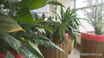 University of Lethbridge marks anniversary of Montreal massacre with peaceful tribute