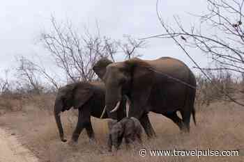 Safari Trips, Wineries, Cape Town and Penguins: Things to See in South Africa