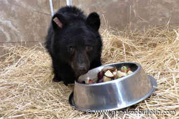 VIDEO: Boys help rescue Cariboo bear cub