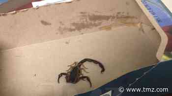 Woman Allegedly Stung by Scorpion on United Airlines Flight