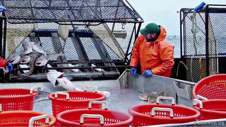 Extremely low cod numbers lead feds to close the Gulf of Alaska fishery for the first time