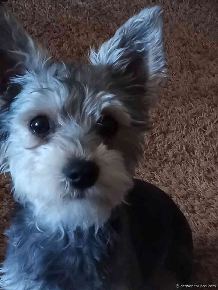 ‘Wally’ Inside Parked SUV When It Was Stolen From Driveway