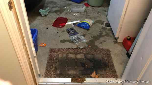 Bear with sweet tooth steals Christmas treats