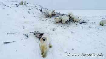 Verzweifelte Nahrungssuche: 56 hungrige Eisbären nähern sich Dorf