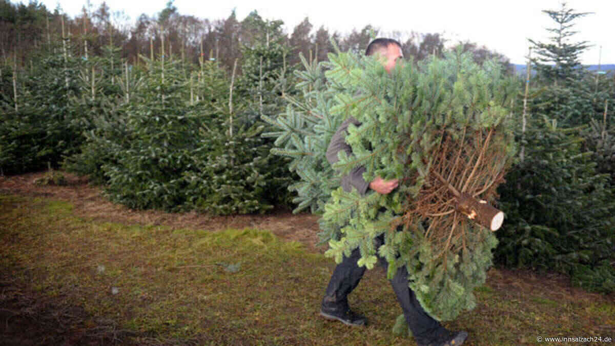 Christbaumklau in Burghausen - Polizei bittet um Hinweise