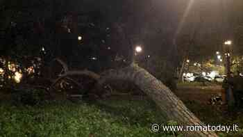 In piazza dei Navigatori “piovono” alberi: crollati due pini ad alto fusto