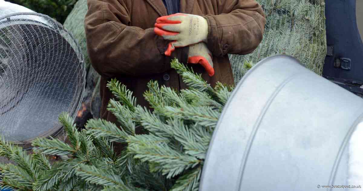 The Bristol grandfather who has sold Christmas trees for more than 60 years