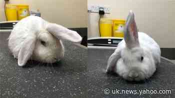 Rabbit with ‘unicorn horn’ ear looking for Christmas home
