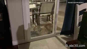 Mountain lion terrorizing South California neighborhood; Woman punches animal before it kills her dog