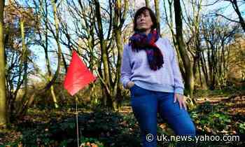 ‘Felling this forest would be like knocking down a cathedral’