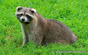 Dronken wasbeer waggelt op Duitse kerstmarkt