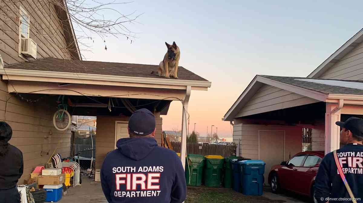Max The German Shepard Saved From His Own Roof