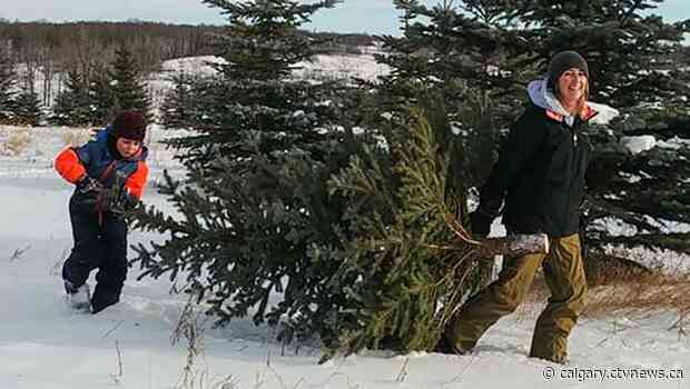 Alberta conservation group does their part to stem Christmas tree shortage