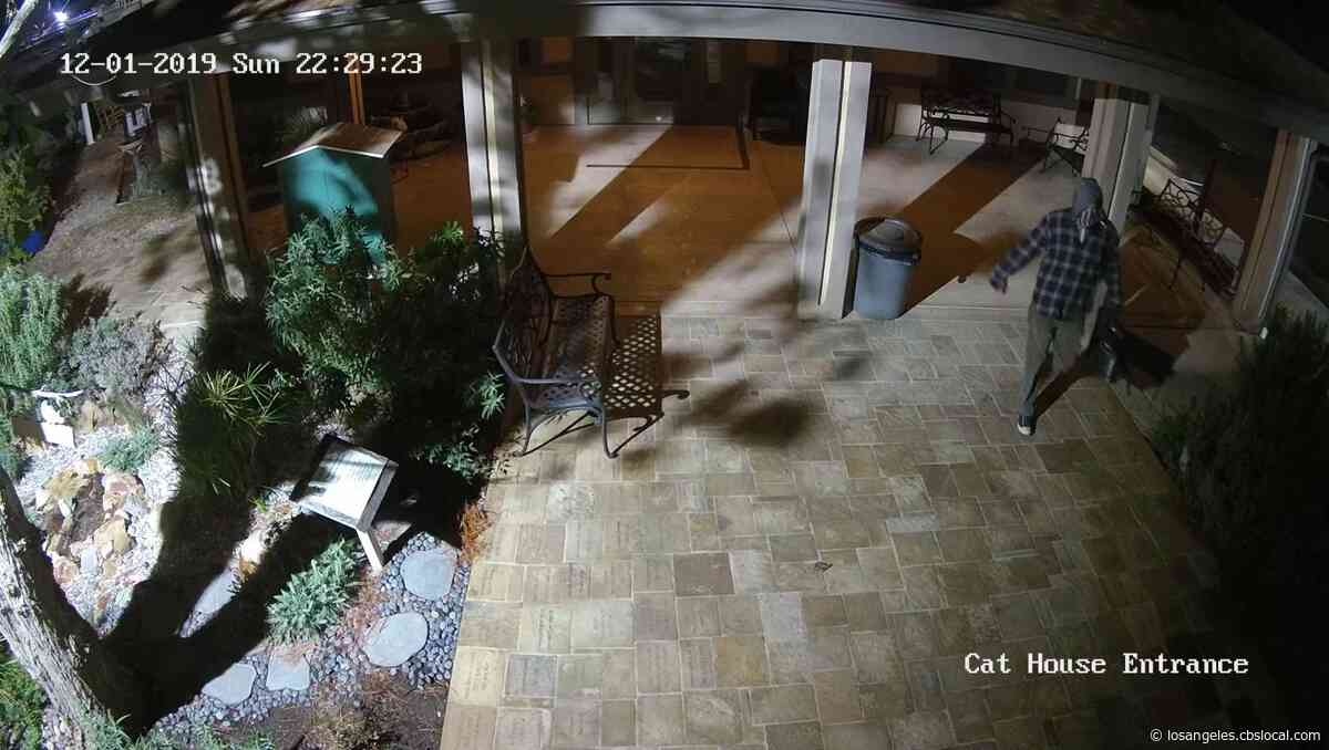 Unknown Person Breaks Into Ventura County Animal Shelter, 6-Month-Old Kitten Missing