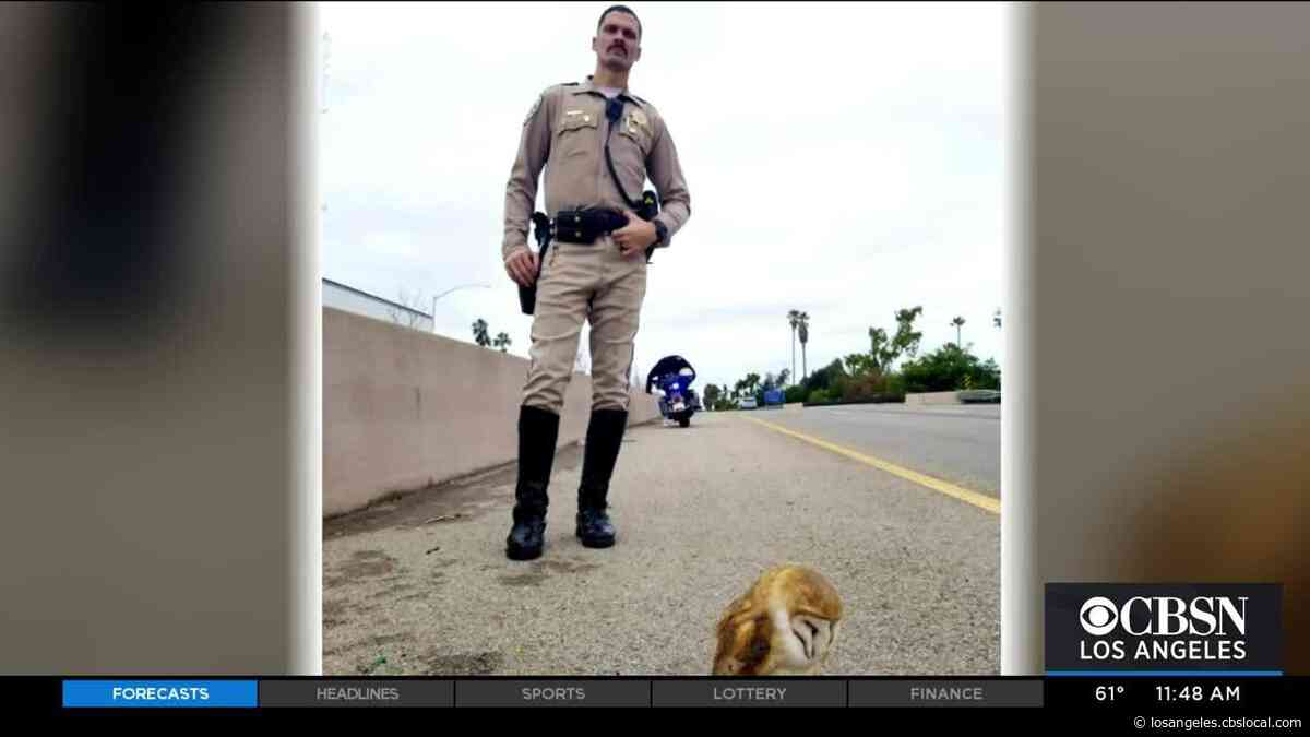 CHP Officers Save Owl Found On 101 Freeway In Santa Barbara
