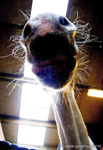 Maneges rond Groesbeek in opperste staat van paraatheid door besmettelijk Rhinovirus