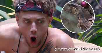 I'm A Celebrity shock as 'one of the world's largest lizards' gets into camp