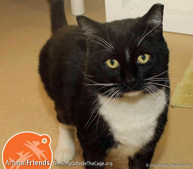 Furry Tails: Frankie, Stella, And Madeline & Miranda Are Waiting For Forever Homes