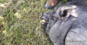 Family looking for answers after pet pig killed near Mayerthorpe; no suspects