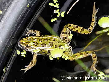 Edmonton Valley Zoo joins program to protect endangered frogs