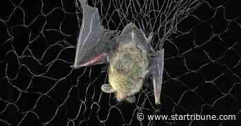 Facing a bleak outlook, Minnesota bat researchers give on annual count