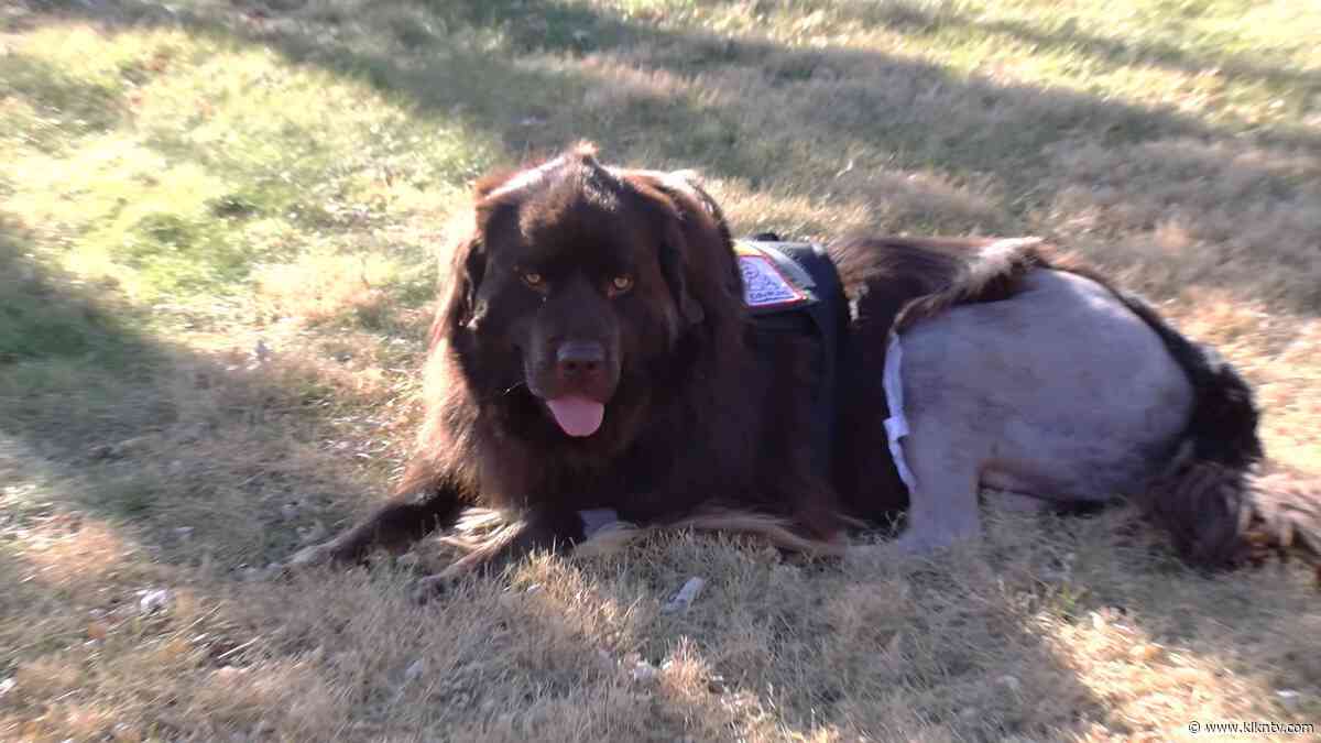 LPS therapy dog has emergency knee surgery