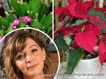 HOUSEPLANTS: Why poinsettias and Christmas cacti are not just for Christmas
