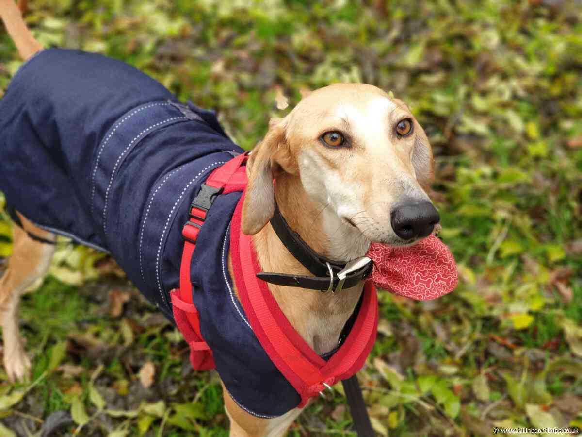 Could you be the one to give cheeky rescue dog Remy a new home?