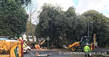 A main road in Swansea has been closed because of a fallen tree