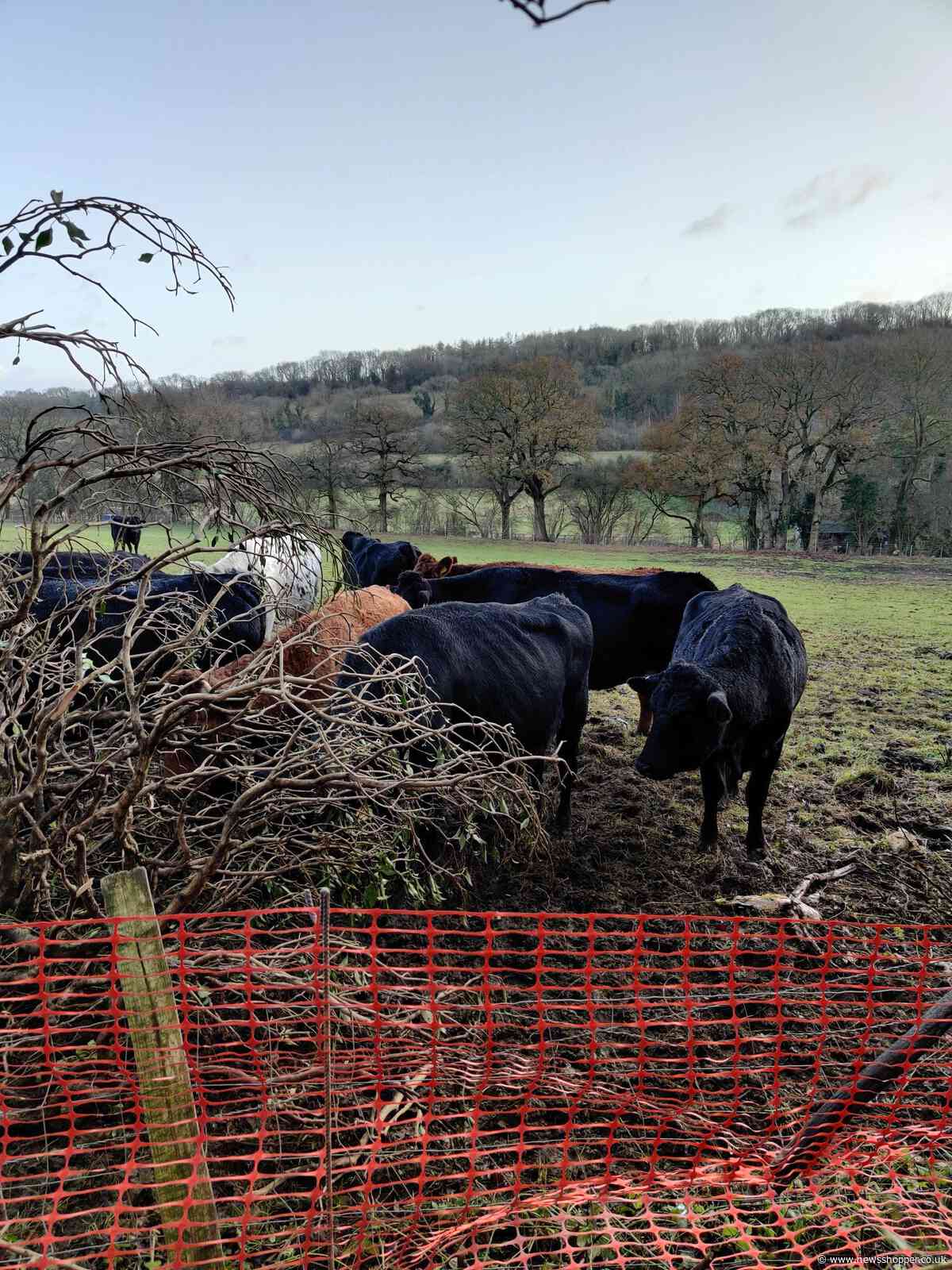 Bromley Police called after fallen tree lets cows roam the streets of Biggin Hill